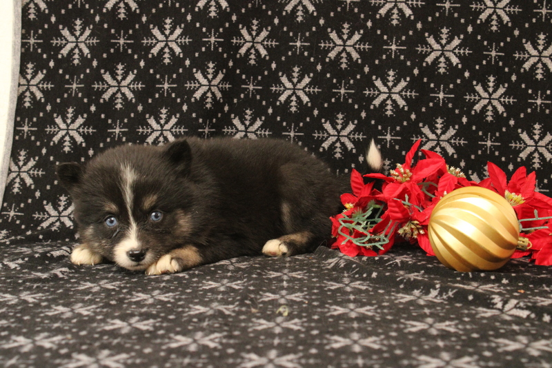 puppy, for, sale, Pomsky, Matthew B. Stoltzfus, dog, breeder, Gap, PA, dog-breeder, puppy-for-sale, forsale, nearby, find, puppyfind, locator, puppylocator, aca